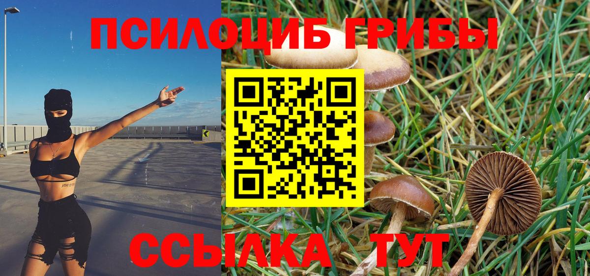 Электросталь  Галлюциногенные грибы Psilocybine cubensis  Вход с VPN 
